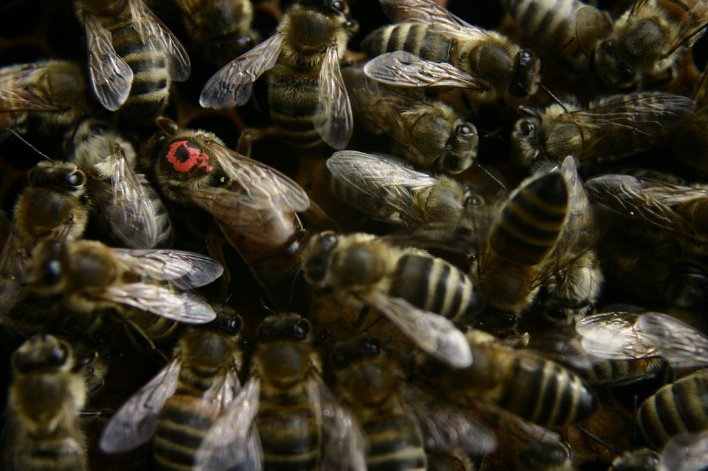 queen bee, bees, beekeeping
